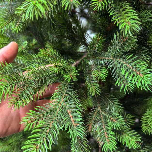 Holandia-Green-tips-2.1-01-1