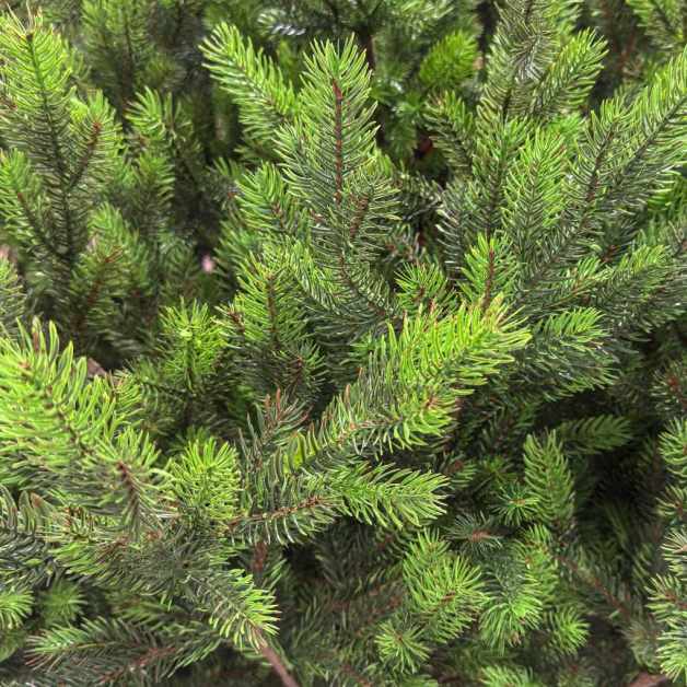Holandia-Green-tips-2.1-04-1