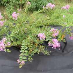 Folie agrotextil, mulcire, antiburuieni, filtru UV, 30 x 1 metru, 50g/m2, negru