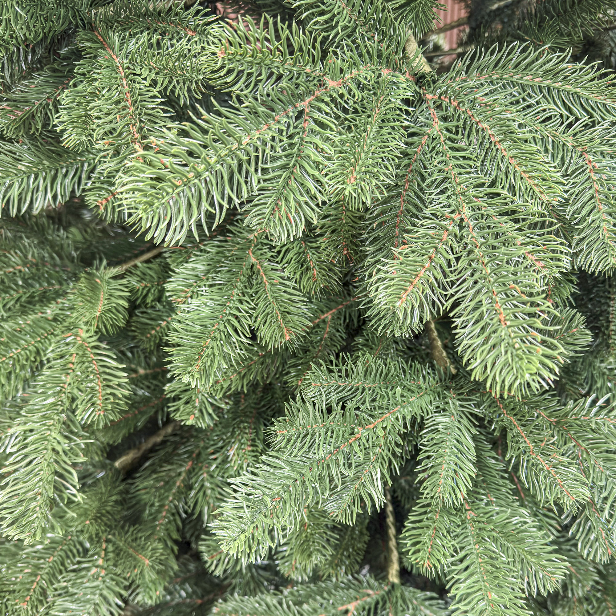 Kovalivka-Green-2-4