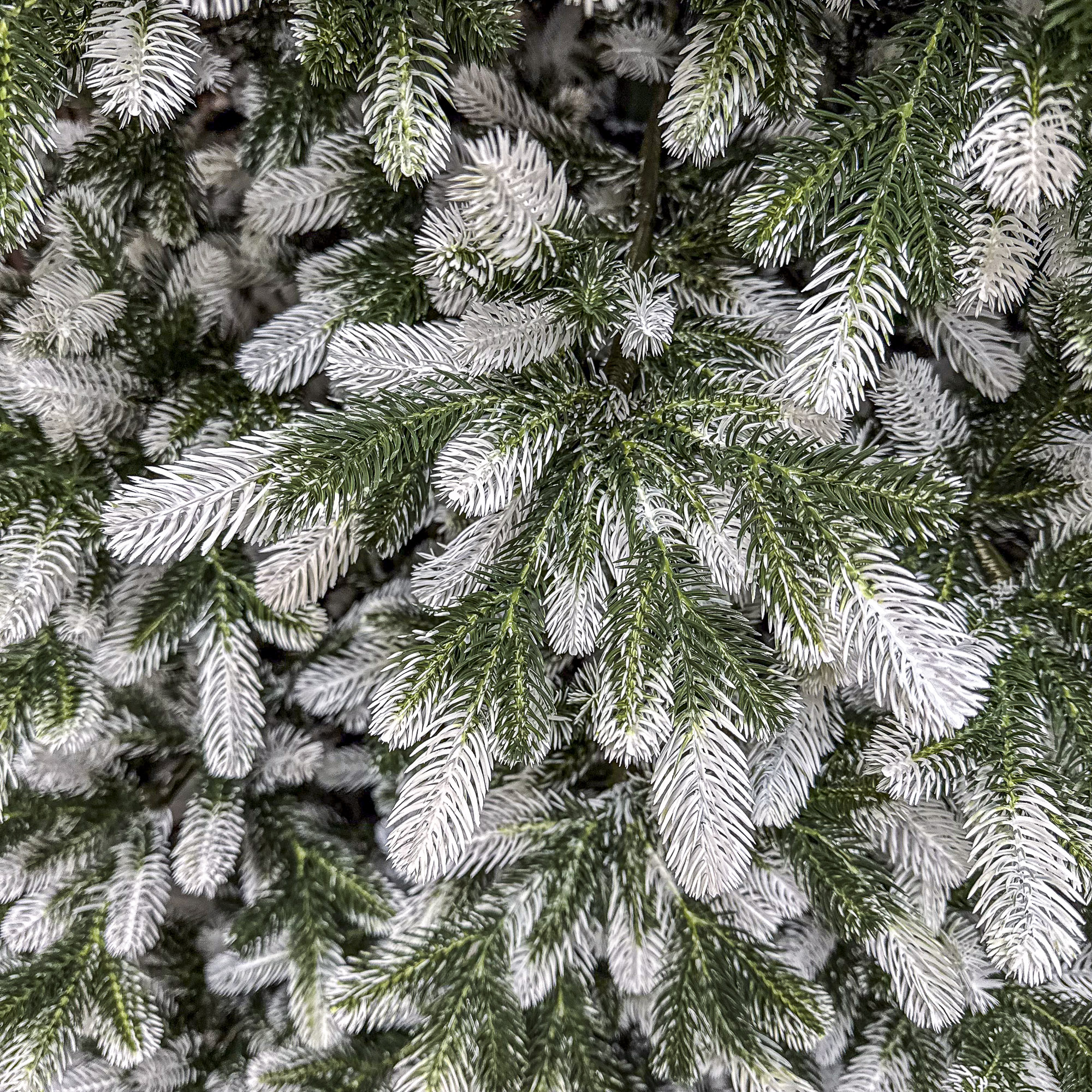 SYG-Polar-Winter-2.5-03