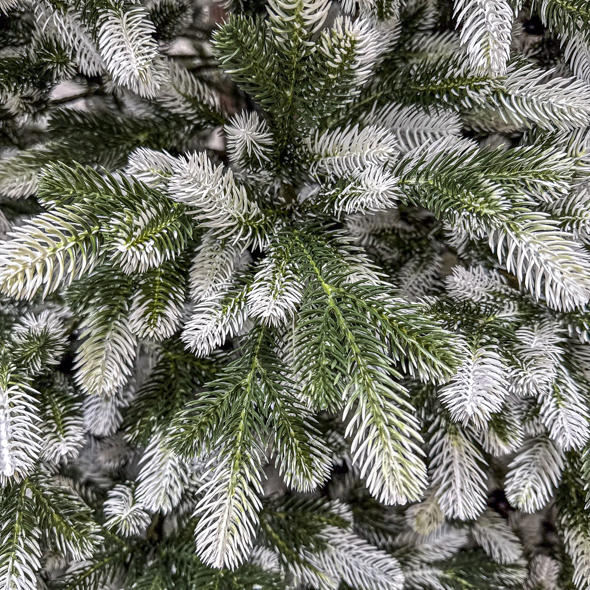 SYG-Polar-Winter-2.5-06