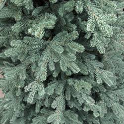 Brad artificial Christmas Deluxe by Sersimo, Viena Select argintiu, integral 3D, 250 cm